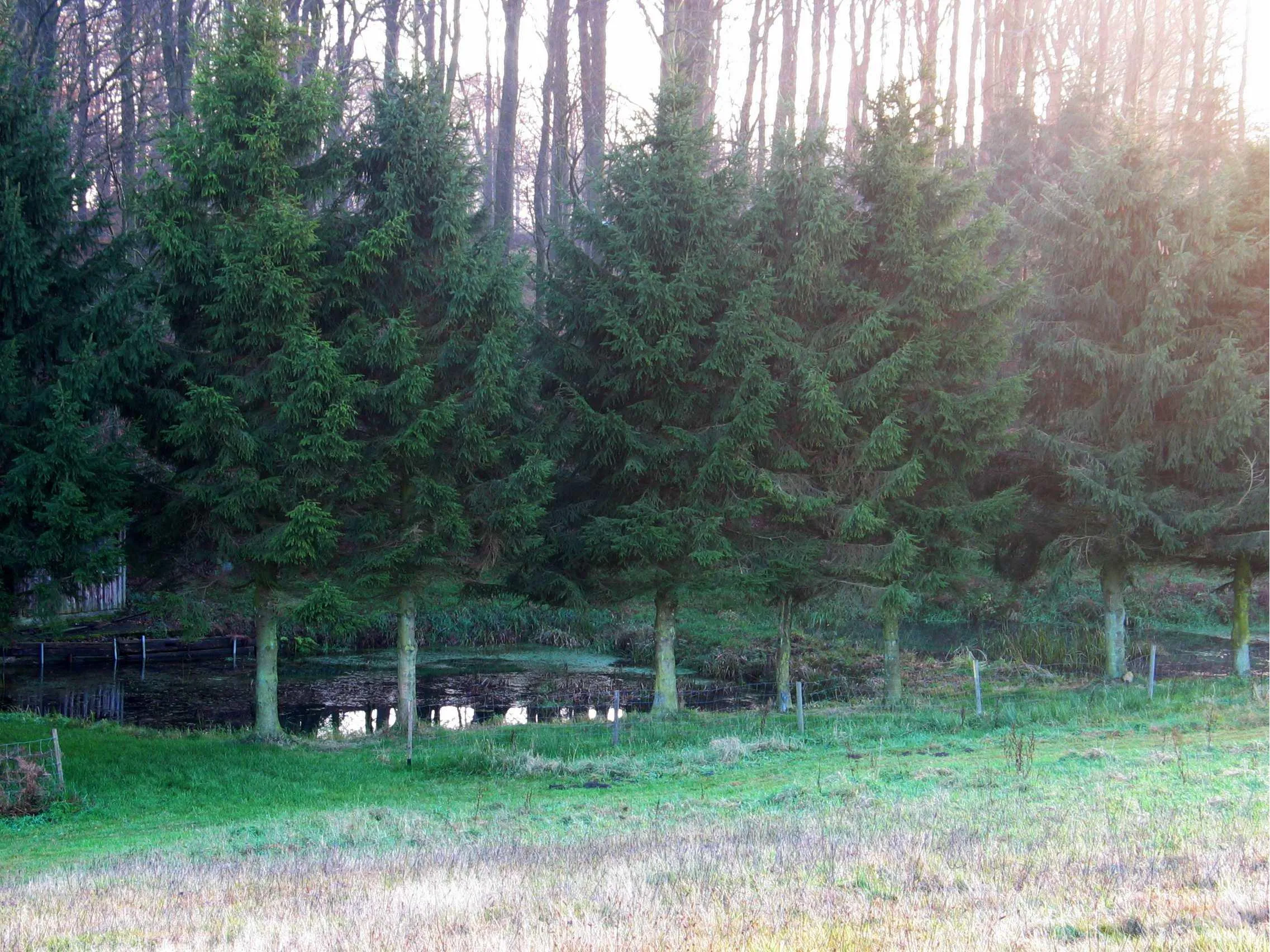 Schön gelegenes Wald- und Wiesengrundstück für Naturliebhaber