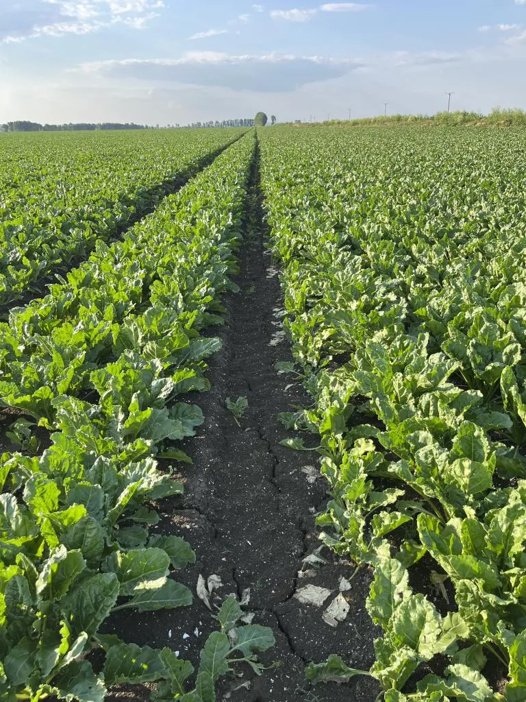 130 ha Ackerland in absoluter Gunstlage in Ostdeutschland